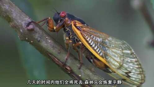 大自然、动物世界专辑_5分钟，让你了解蝉的一生