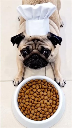 Chef Winston A Pug's Culinary Journey