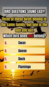 94K views · 6.8K reactions | BIRD QUESTIONS SOUND EASY… BUT THIS ONE WILL MAKE YOU SECOND-GUESS YOURSELF! #Reels #Trending #Viral #Explore #Quiz #Challenge #BrainTeaser #Riddle #Puzzle #BirdQuiz #MindChallenge #DailyQuiz #ThinkFast #BrainGames | Psyvia | Facebook
