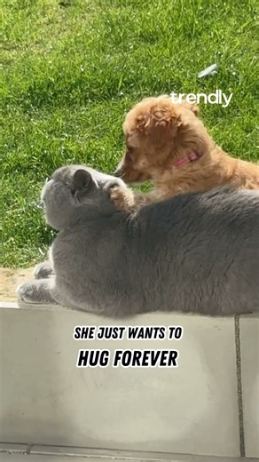 Puppy’s Overwhelming Love Leaves Cat Questioning His Entire Life Choices