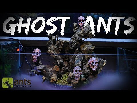 New SKULL ISLAND Ant Farm for Ghost Ants | Halloween Special Pt. 2