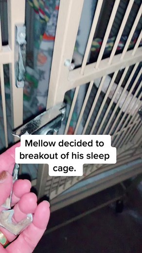 Mellow the Cockatoo Rescued by Seminole County Parrot Rescue and Sanctuary