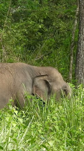 Wild Asian Elephant in Bandipur National Park | Incredible 4K Wildlife
