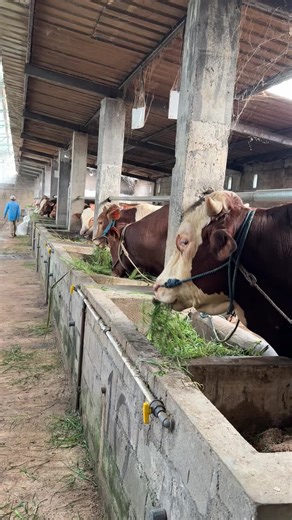 Dilakoni proses e di nikmati hasile #peternakmuda #peternaksapiindonesia #blantiksapi #sapi #farmlife