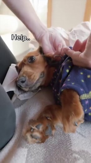 Happy birthday to Delilah! (Oakley’s new little sister). Hopefully she’ll make more appearances in the future.. 🥳 | Crusoe the Celebrity Dachshund