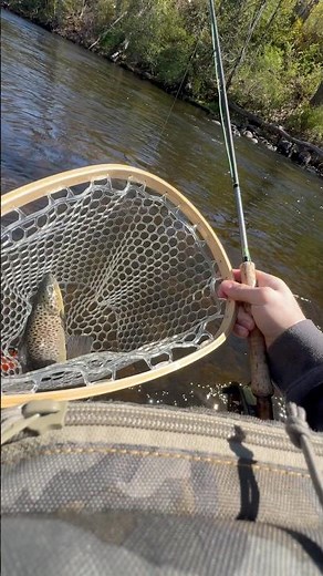 Catching a brown trout on the fly at the Farmington River #troutbum #trouts #trout #fishing420