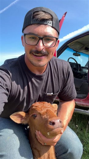 Calving Cows: Essential Tips for a Smooth Calving Season