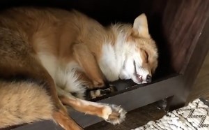 Snoring Fox Emits Adorable Trilling Sounds