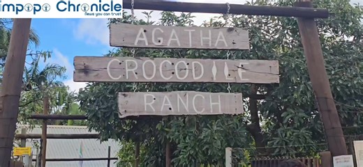 𝗧𝗛𝗘 𝗖𝗥𝗢𝗖𝗢𝗗𝗜𝗟𝗘 𝗦𝗛𝗢𝗪 The Agatha Crocodile Ranch is a popular tourist attraction located in the farming town of Tzaneen in Limpopo. The ranch is home to over 200 crocodiles and offers guided tours to visitors from around the world. Guests can enjoy adventurous daily experiences, including educational walks through the ranch, the opportunity to safely touch a crocodile, and the thrill of feeding the larger crocodiles. #LimpopoChronicle #Limpoporeimagined #GoLimpopo