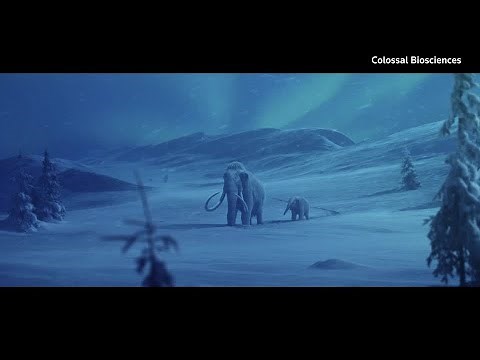 Disrupted: The ‘de-extinction’ of the woolly mammoth | REUTERS