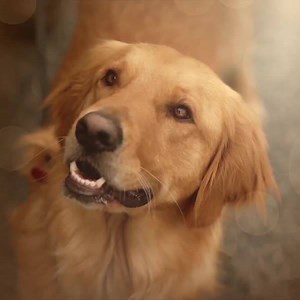 Aujourd'hui, faites la connaissance d'Enzo ! 🐶 Dans les yeux d'Enzo, en streaming dès maintenant sur Disney . | Disney