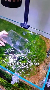 231K views · 2K reactions | How to set up a negative pressure tank in a fish tank? Adding Sparkle to Your Fish Tank #hygger #hygger aquarium #aquariumtankfish | Hygger Aquarium | Facebook
