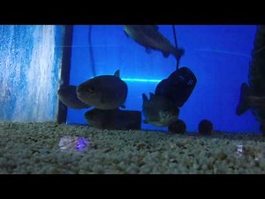 Rainbow Trout are not a good aquarium fish!