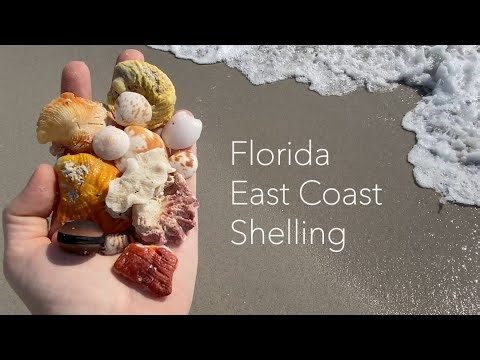 Florida East Coast Shelling. Let's find coral, seaglass, and lots of seashells!