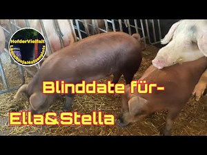 Wirds im Frühling Babyferkels geben?😍 Farmvlog | Schweine | Selbstversorgung | duroc | Ferkel