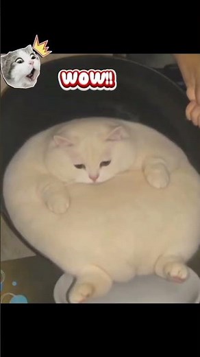 Mochi Meow #cat #trending