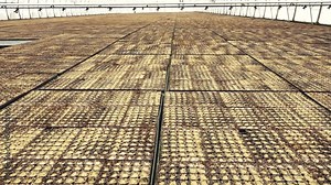 Seedling growing boxes. Planter boxes with seeds. Greenhouse with seedlings