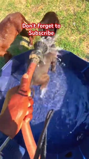 The beginning of the homestead