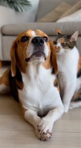 Cat Stops Dog’s Howl With One Paw 😂