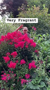 262 reactions · 14 shares | Phlox “Flame Coral” very fragrant flowers for months ,winter hardy and lasts for years. Planting time is from now . Available in webshop https://pergolanurseries.ecwid.com ALL IRELAND DELIVERY  WEBSHOP https://pergolanurseries.ecwid.com Pergola Nurseries Garden Corner,Virginia,Co Cavan A gardeners oasis of quality plants Open Tuesday to Saturday 10.30-6 Open Sundays 2-6 | Pergola Nurseries Garden Corner | Facebook