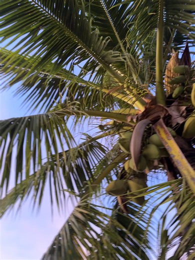 Explore the Beauty of Saipan in Micronesia