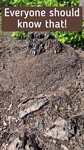 658K views · 5.4K reactions | 練 Natural Bug Repellent from the Forest!  Forget chemicals — try this ancient ranger trick: 1️⃣ Find an active anthill 2️⃣ Place a cloth nearby and let the ants bite it 3️⃣ Rub the cloth on your skin — the formic acid keeps bugs and ticks away for up to 3 hours!  100% natural. Tested in the wild. Save this post and try it on your next hike!  | Sasha Soroka | Facebook