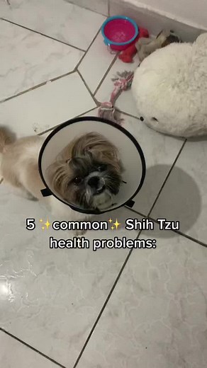 Mia T. Thermopolis on TikTok