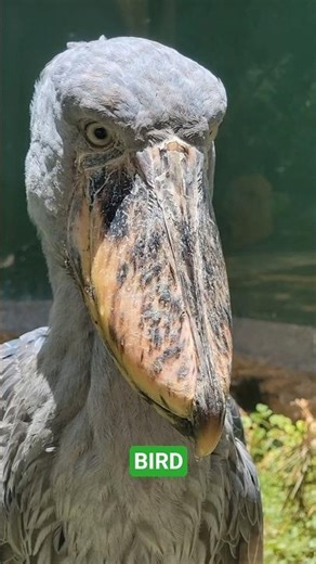 Shoebill# Travel Africa# Uganda! #birds #wildlife #zoo #nature