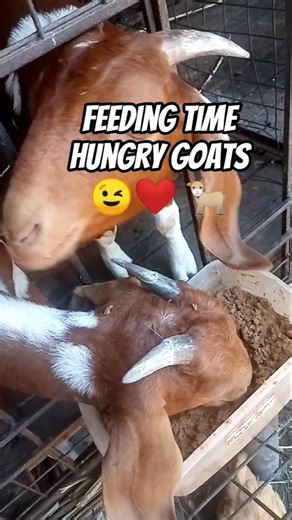 Goats Love To Eat 🐐😋 #youtubeshorts