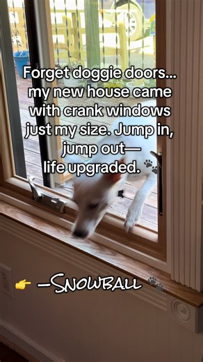Be friends with Snowball the rescue mix! He doesn’t need a doggie door… this new house came with crank windows just his size. He jumps in, he jumps out—like he owns the place. 😎🐾 #ThriveFromScratch #RescueDog #DogLife #FunnyDogs #CoolDogs