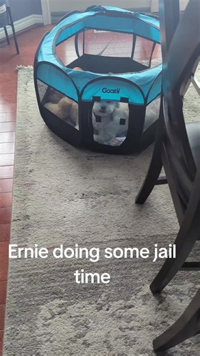 Christina♥️🍓 (@chrisazz877)’s videos with original sound - Sesame Street