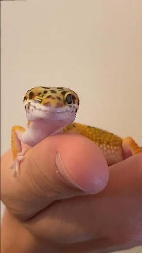 Baby Geco Leopardino cresce #reptiles #gecko #leopardgecko #baby #cute #animals #pets #lizard #wink