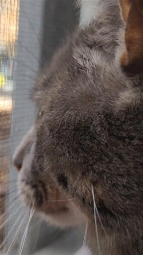 3 comments | Mudflap and his gang have it out for Tank. 望 Tank requested backup and video documentation. I, personally, don't appreciate that look in Mudflap's eyeball at the end of this video. And no, those are most definitely NOT peanuts on my porch that were placed there by me. Those are them wild porch peanuts. Darn things are popping up everywhere man樂 | Dara Gregory | Facebook