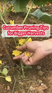 93K views · 1.3K reactions | Cucumber Pruning Tips for Bigger Harvests #CucumberPruning #BiggerHarvests #GardenTips #GrowCucumbers #VegetableGardening #PruningTips #HomeGardening #GardeningHacks #GrowYourOwnFood #GardenLife #PlantCare | Agriculture 12.7 | Facebook