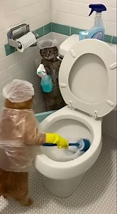 Professional Cleaning Cats! 🧽🐈 | Funniest Cat Moments 2026