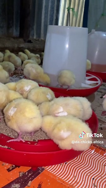 Da chicks Africa sur TikTok