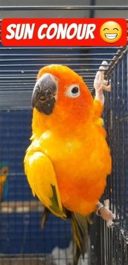 sun conour 😁 #sunconour #conour #shorts #birds #birds #bird #rmbirdhouse