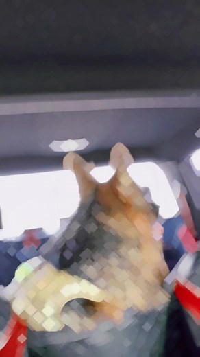 #pet #petlover #MyDogs #mylove #k9 #home #germanshepherd #puppy #mylife #CapCut #gsd #حلقة١ #ابوظبي #fypシ #love #frinds #wehave @Omar Sweiss @Omar Sweiss