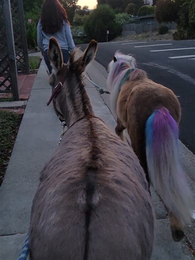 Just a normal walk around the neighborhood 🫏🐴🤍 #farmtok #fyypppppppppp #walk #fy