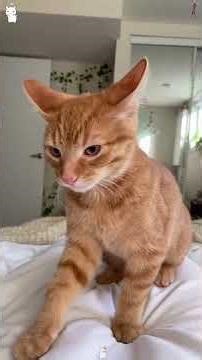 BEST MOMENTS OF ORANGE CATS 🐈🤣 #shortsfeed #cat #shortsviral