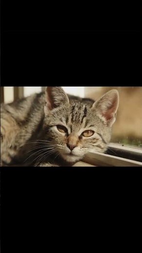 Why Do Cats Chirp? The Playful Sound You Need to Know!