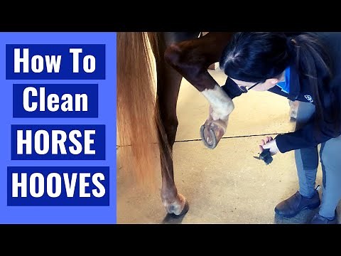 How To Clean A Horse's Hooves - For Beginners