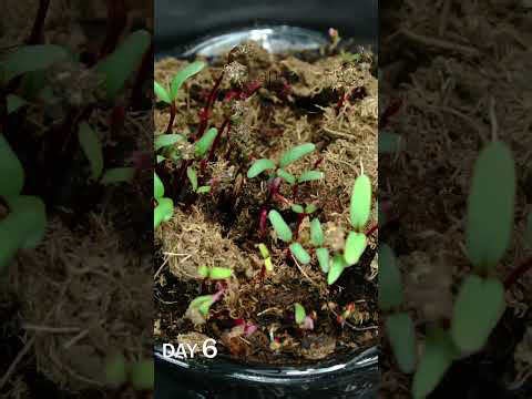 Beet microgreens growing time lapse