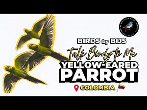 Yellow-eared Parrot - Birding Colombia - BIRDS by BIJS