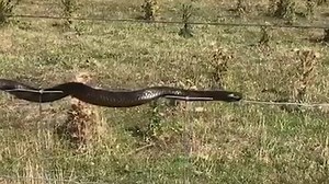 Video: This snake appears to be practicing its circus skills