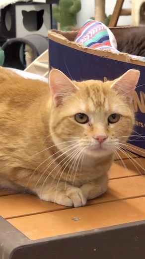 We have two cats in the sanctuary who have a very distinguished and loud purr and Susie is one of them! 💕 We have had her for over a year and she has purred like this since the day we took her in. She was snuggling with her cat friends and we heard the noise and that’s when we discovered her unique sound! We are unable to pet her but one day we hope that changes! 💕💕 #beautiful #ginger #cat #purr #furballfarmpetsanctuary #furballfarmcatsanctuary www.furballfarmpetsanctuary.com 🐾🐾🐾🐾 | Furba