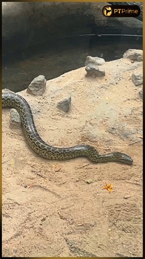18K views · 91 reactions | Chennai Snake Park Visit | Prime Vlogs | PTPrime #snakepark #snake #anaconda #importedsnakes #guindypark #childrenspark #ptprime #yellowanaconda #iguana #iguanakeepers #stareyeturtles #turtles #crocodile | PT Prime | Facebook