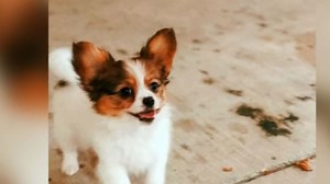 Bellevue man fought off attacking hawk to save dog