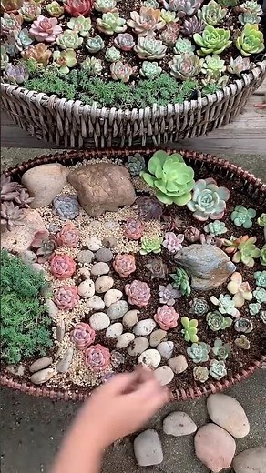 Simple & Stunning: DIY Succulent Arrangement for Beginners