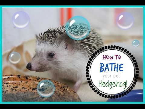 How To Bathe Your Hedgehog!